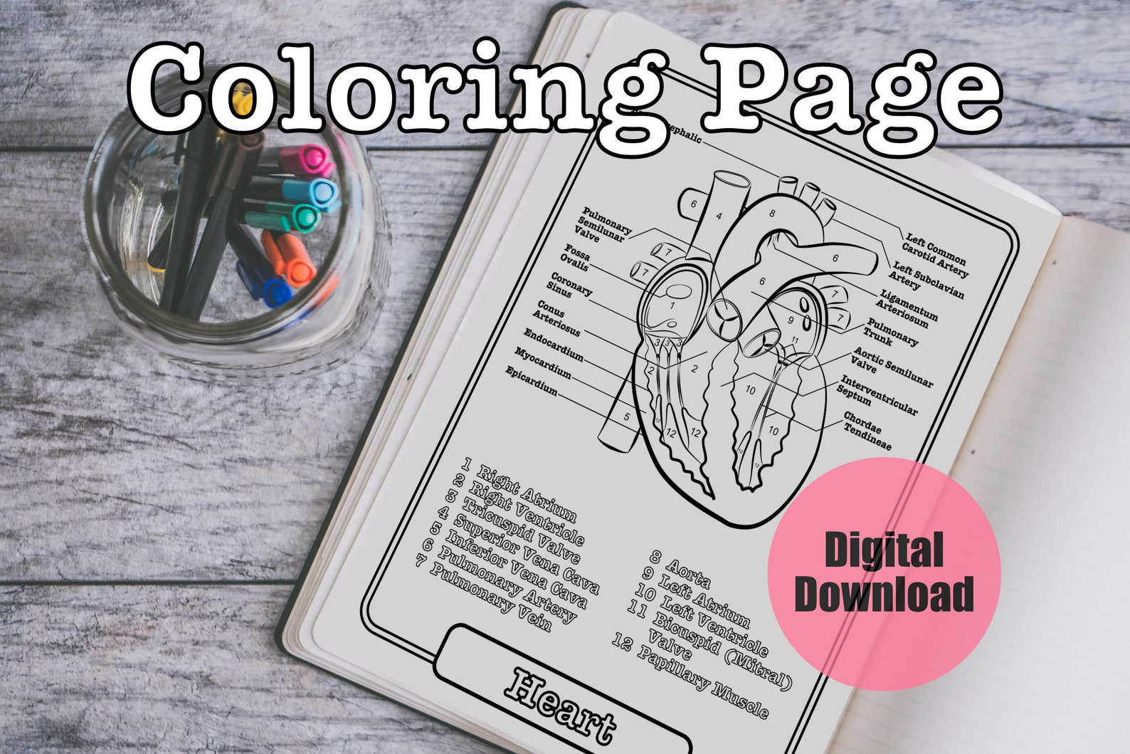 Heart Anatomy Coloring Page, Cardiology Worksheet, Organ Study Guide
