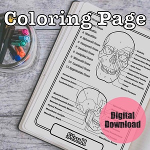 Cranial Bones Anatomy Coloring Page, Skull Worksheet Bones Study Guide Digital Download