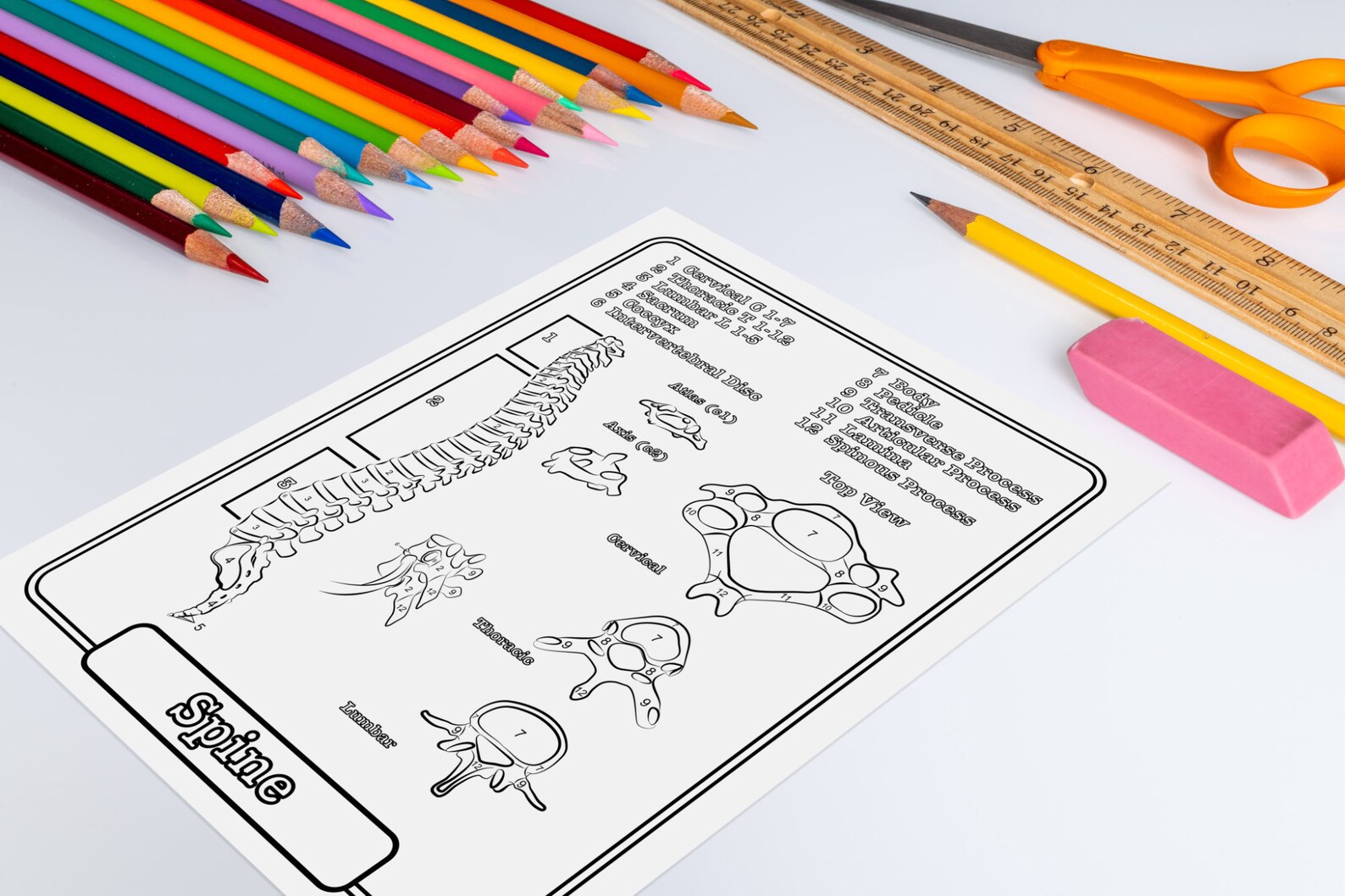 5 Bone Anatomy Coloring Pages, Printable Skeletal System Worksheets ...