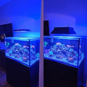 May include: Two large, rectangular saltwater aquariums with blue LED lighting, filled with colorful coral and fish. The aquariums are on black stands and have clear glass sides.