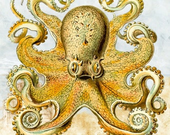 Vintage Octopus kunst aan de muur, Octopus prints, Vintage Prints, Octopus Wall art vintage, Vintage Octopus decor, Vintage nautische decor