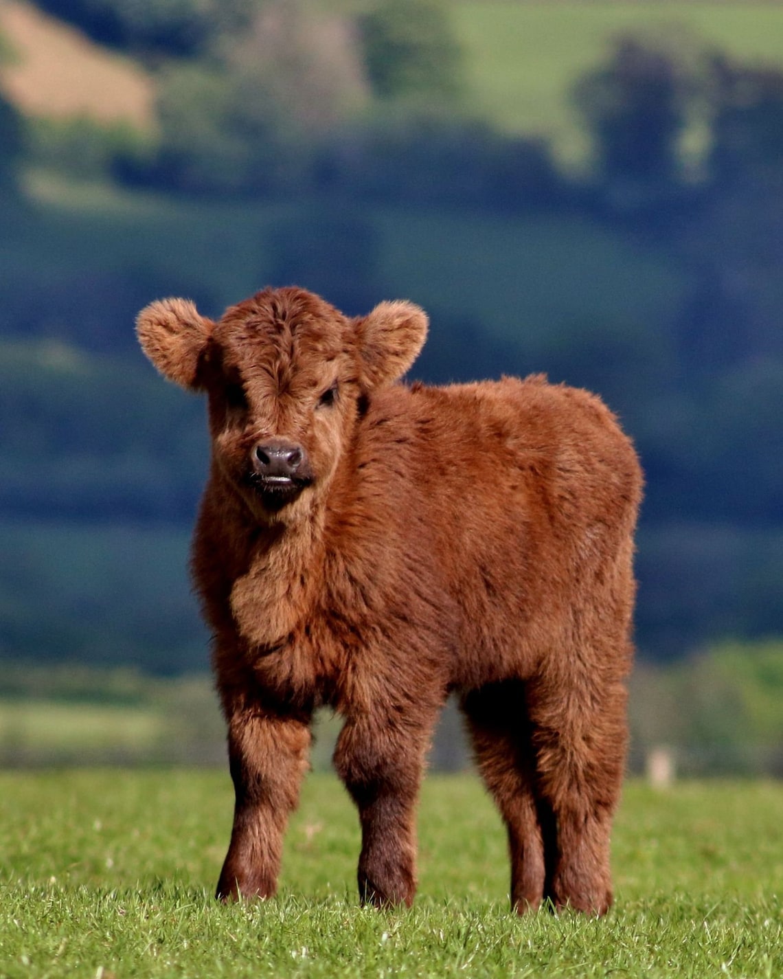 Highland Cow Prints Baby Highland Cow Prints Cute Highland Etsy