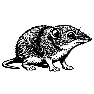 Shrew SVG | Shrew Silhouette SVG | Woodland Animal SVG | Mouse Shrew Line Art | Wildlife Animal svg | Forest Animal Cut File