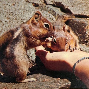 Cartão postal vintage dos anos 1960 Chipmunks Friendly Little Beggars Colorado sem postagem