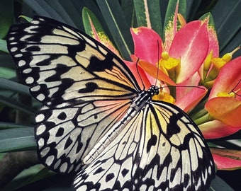 The Key West Butterfly & Nature Conservatory; Butterfly; Flower; Key West; Nature; Digital Photography; Photography; Travel Photography