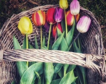 Tulips in Virginia; Tulips; Flowers; Spring; Tulip Farm; Virginia; Digital Photography; Photography; Travel Photography