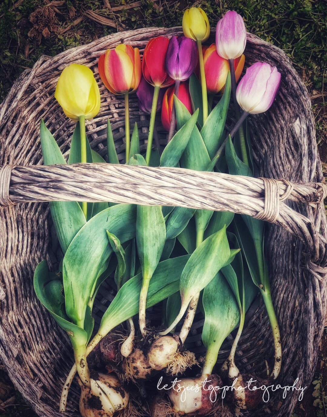 Tulips in Virginia Tulips Flowers Spring Tulip Farm Virginia Digital Photography Photography