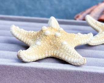 Stunning Hair Clip with Natural Starfish, Mermaid Hair Accessories, Sea Star Hairpin, Shell Crafts, Ocean Style Beach Hairpin