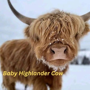 May include: A close-up of a baby Highland cow with long, brown fur. The cow is covered in snow and has a sweet expression on its face. The text "Baby Highlander Cow" is written below the cow.