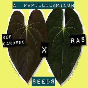 Anthurium Papillilaminum Seeds