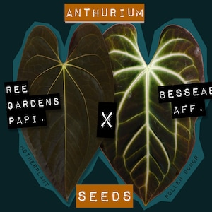 Anthurium Papillilaminum x Besseae aff. Samen/Sämlinge