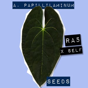 Anthurium Papillilaminum RA5 Seeds