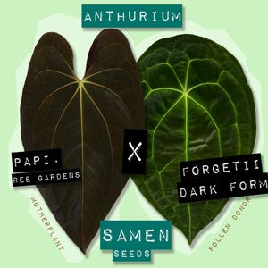Anthurium Papillilaminum x Forgetii Dunkelform Samen