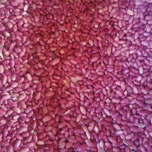 Baciccia Bean seed