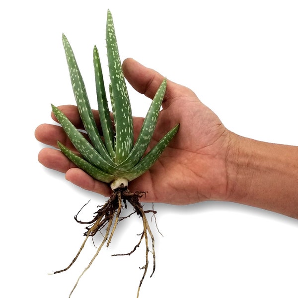 Aloe Vera Welpen - Züchten Sie Ihre eigene spanische Aloe-Pflanze