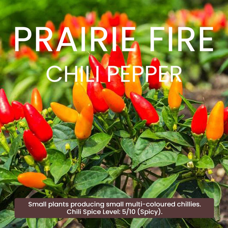 Kit Graines Piments Forts Classiques - 6 Variétés épicées (Cayenne, Habanero, Tabasco, Etc.)