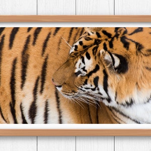Tiger Digital Print | Wildlife Instant Download | Animal Sanctuary Photograph | Wild Animal Close-Up, Detailed | Keenesburg, Colorado | Wall