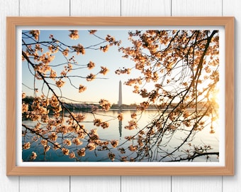 May include: A framed photograph of the Washington Monument in Washington, D.C. The monument is seen through a frame of blooming cherry blossom trees. The water of the Tidal Basin is visible in the foreground.