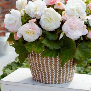 Peut inclure: Un panier en osier rempli de fleurs de bégonia roses et blanches. Le panier est posé sur un tabouret en bois blanc.