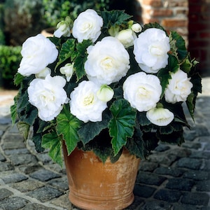 Peut inclure: Un pot en terre cuite rempli d'un bégonia. La plante présente de grandes fleurs blanches entièrement épanouies avec des pétales froissés, entourées de feuilles vertes foncées en forme de cœur. Le pot est posé sur une surface pavée, avec un mur de briques et de la verdure en arrière-plan.