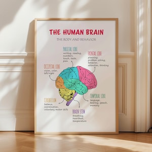 Brain Poster, Brain Lobes Functions, Therapy Office Decor, The Human Brain, Brain Anatomy for Kids, Classroom Poster, Psychology