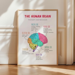 May include: A framed educational poster titled THE HUMAN BRAIN THE BODY AND BEHAVIOR. It features a colorful anatomical illustration of the brain with labeled sections including the frontal, parietal, occipital, and temporal lobes, cerebellum, and brain stem, each with descriptive text.