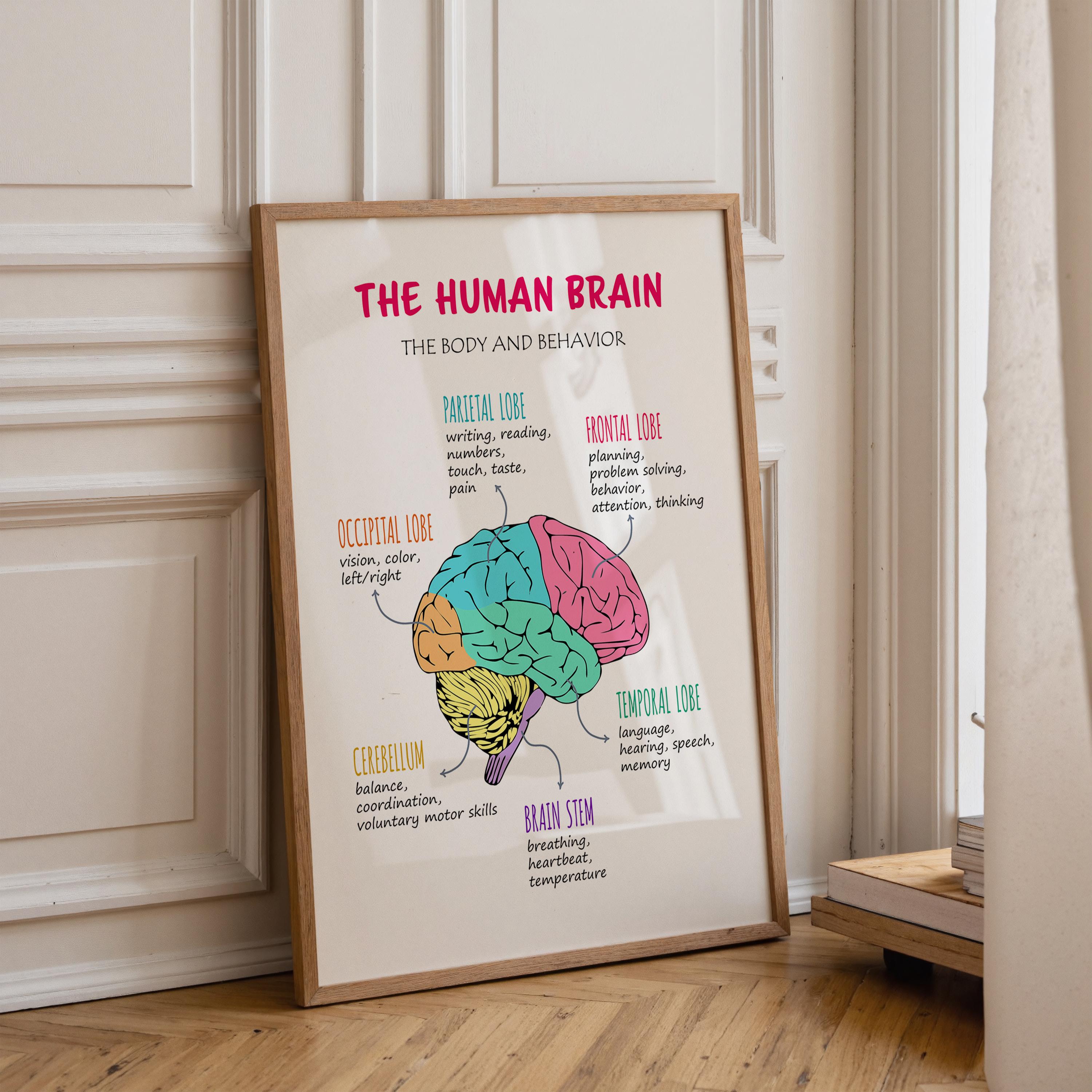 Brain Poster, Brain Lobes Functions, Therapy Office Decor, the Human ...