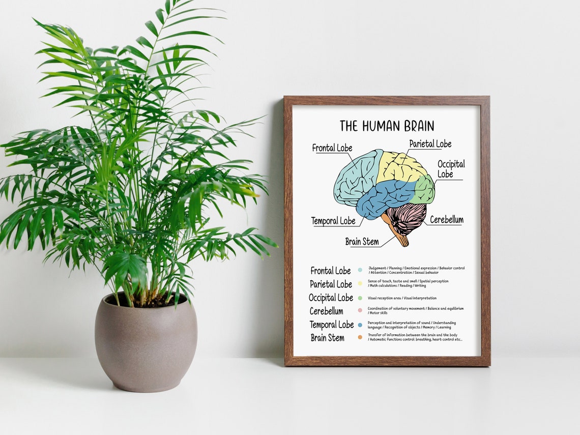 The Human Brain Poster Brain and Behavior Anatomy & - Etsy