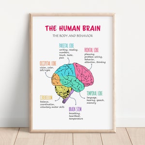 Brain Poster, Brain Lobes Functions, Therapy Office Decor, The Human Brain, Brain Anatomy for Kids, Classroom Poster, Psychology