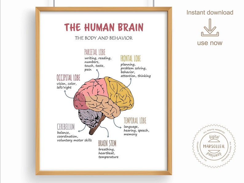The Human Brain Poster, Therapy Office Decor, Brain Anatomy, Brain ...