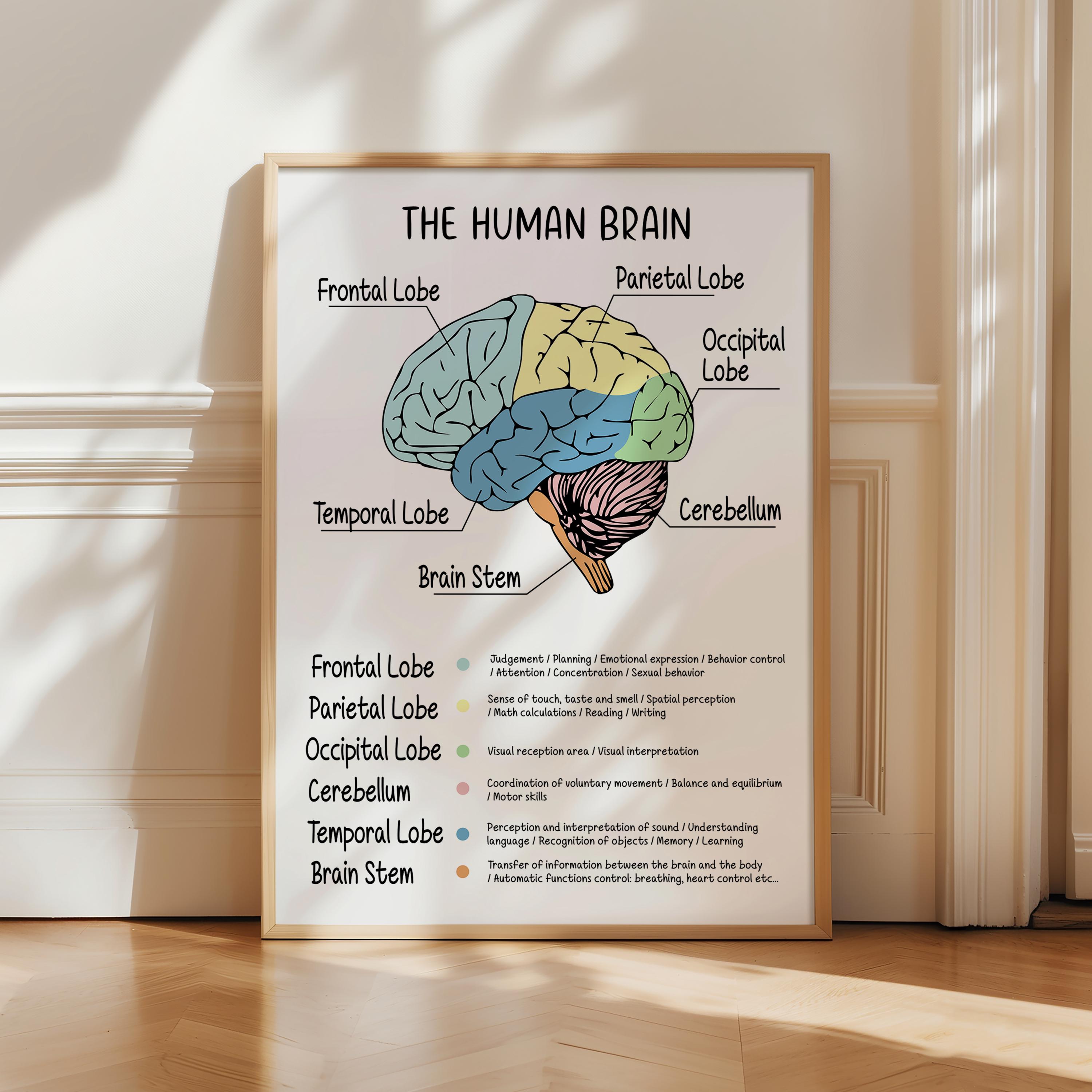 The Human Brain, Mental Health Brain Wall Art, Brain and Behavior ...
