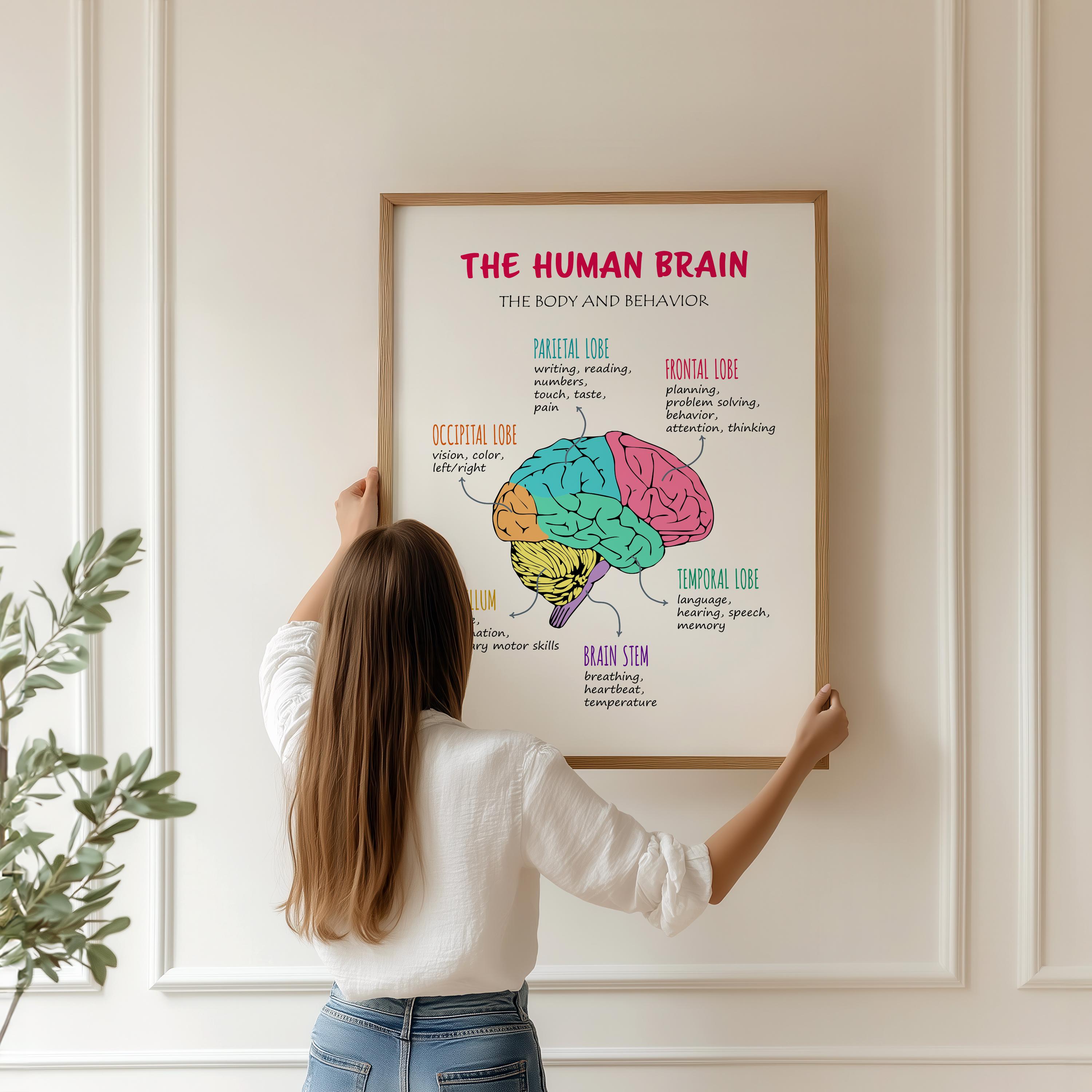 Brain Poster, Brain Lobes Functions, Therapy Office Decor, the Human ...