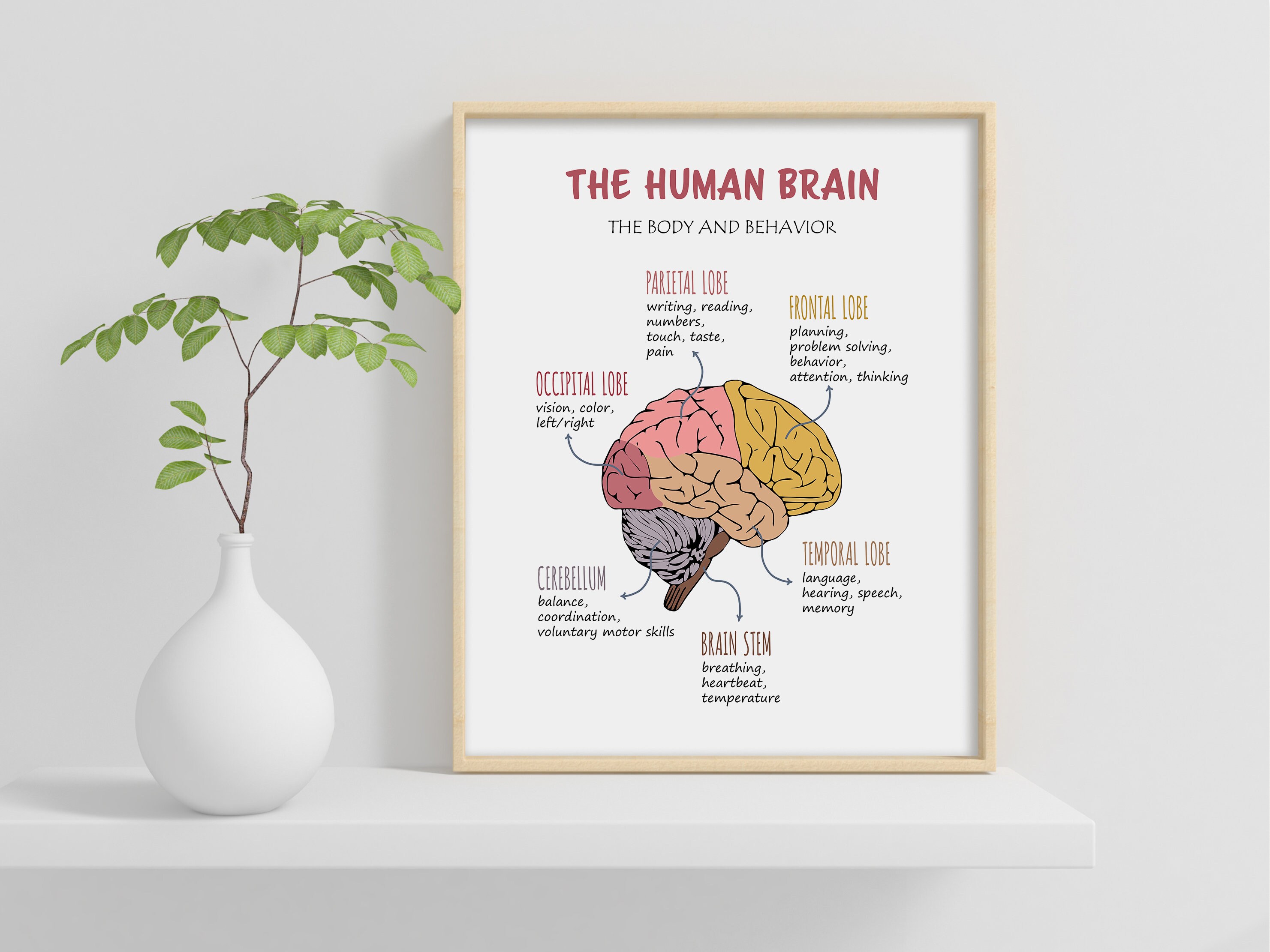 The Human Brain Poster, Therapy Office Decor, Brain Anatomy, Brain ...