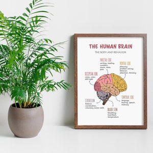 The Human Brain Poster, Therapy Office Decor, Brain Anatomy, Brain ...