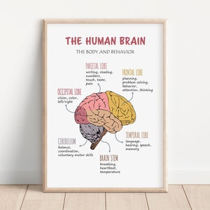 The Human Brain Poster, Therapy Office Decor, Brain Anatomy, Brain Lobes Functions, Classroom Poster, School Psychologist, Psychology