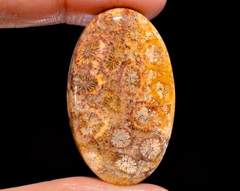 26x15x5 mm 17 Ctr. Making Pendant Loose Gemstone Semi Presiouse Fossil Coral Wonder Full Natural Fossil Coral Cabochon Gemstone