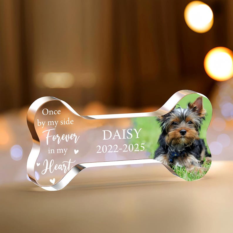 May include: A clear acrylic bone-shaped memorial with a photo of a small dog named Daisy. The bone has the text "Once by my side, Forever in my Heart" and "DAISY 2022-2025". A touching pet remembrance.