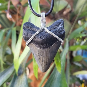 Megalodon Fossil Shark Tooth Sterling Silver Pendant