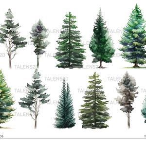 May include: A collection of ten watercolor illustrations of various evergreen trees. The trees are painted in shades of green, blue, and gray. The illustrations are isolated on a white background.