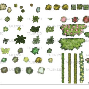 Plant top view, 2D landscape clipart in PNG