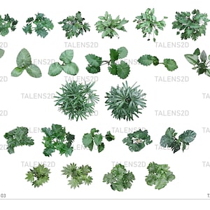 Vista superior de plantas, plantas paisajísticas, símbolos superiores de plantas pintados a mano para arquitectura paisajística