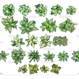Vista superior de plantas, plantas paisajísticas, símbolos superiores de plantas pintados a mano para arquitectura paisajística