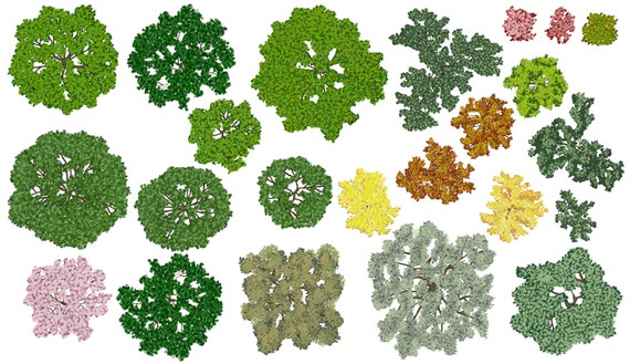 Tree Plan 2d