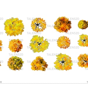 May include: Overhead view of 14 yellow and orange trees with brown trunks. The trees are arranged in a grid pattern on a white background. The image is labeled "Tree 11-01-12" and "TALENS2D".
