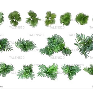 Vista superior da planta, plantas paisagísticas, símbolos superiores de plantas pintadas à mão para arquitetura paisagística