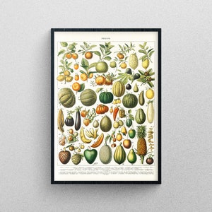 Different Fruits vintage poster | Art Print Diagram chart exhibition quality