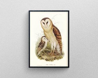 Grass-Owl vintage poster | Art Print, Study of Animals.