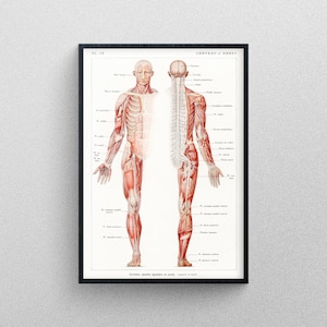An Antique Illustration of the Human Nervous System | Professional Print Quality poster