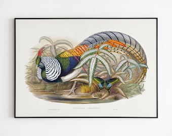 Lady Amherst's pheasant - 1850-1883 Art Print Pheasant, Butterfly | Botanical Illustration