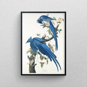 Poster Blue Columbia Jays, Uccelli d'America, Stampa d'arte
